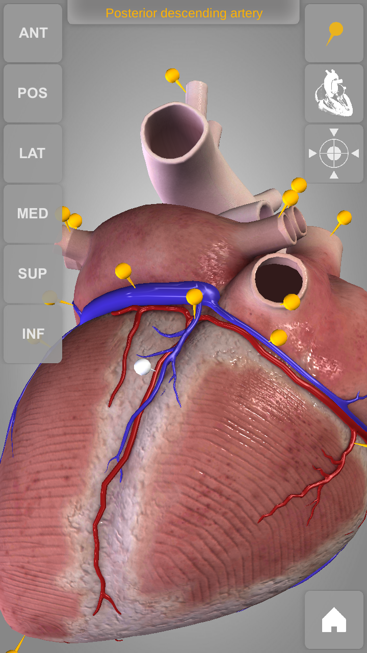 Heart 3D Anatomy Screen 4