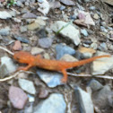 Red eft