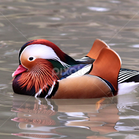 by Cyprien Conier - Animals Birds