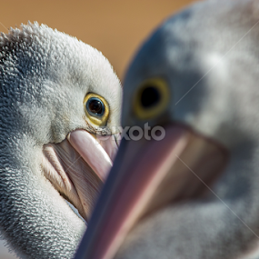 Pelican Love by Michael Duncan - Animals Birds