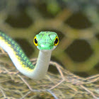 Green parrot snake
