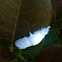 Dot-lined White (moth)