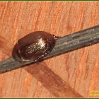 Scarab Beetle