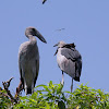 Asian Openbill Stork