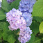 Mophead hydrangea