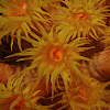 Orange/Sunflower Cup Coral
