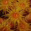 Orange/Sunflower Cup Coral