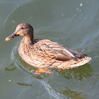 Mallard