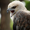 White-bellied Sea-eagle