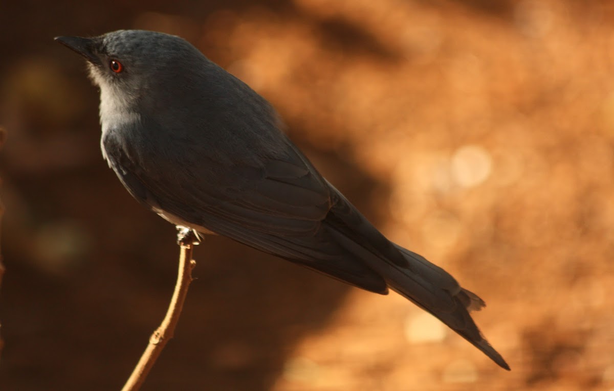 ashy drongo