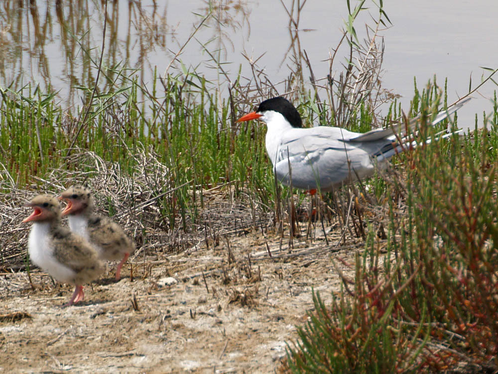 Common Tern and chicks