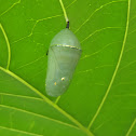 Monarch Butterfly Cocoon