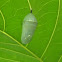 Monarch Butterfly Cocoon
