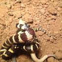 California King Snake