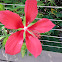 Texas star hibiscus