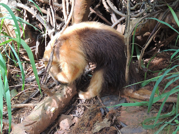 Southern Tamandua  Project Noah