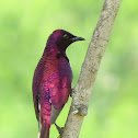 Violet-backed starling