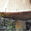 bolete sp