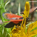 Burnet Moth
