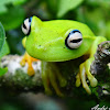 Perereca araponga - Araponga tree frog