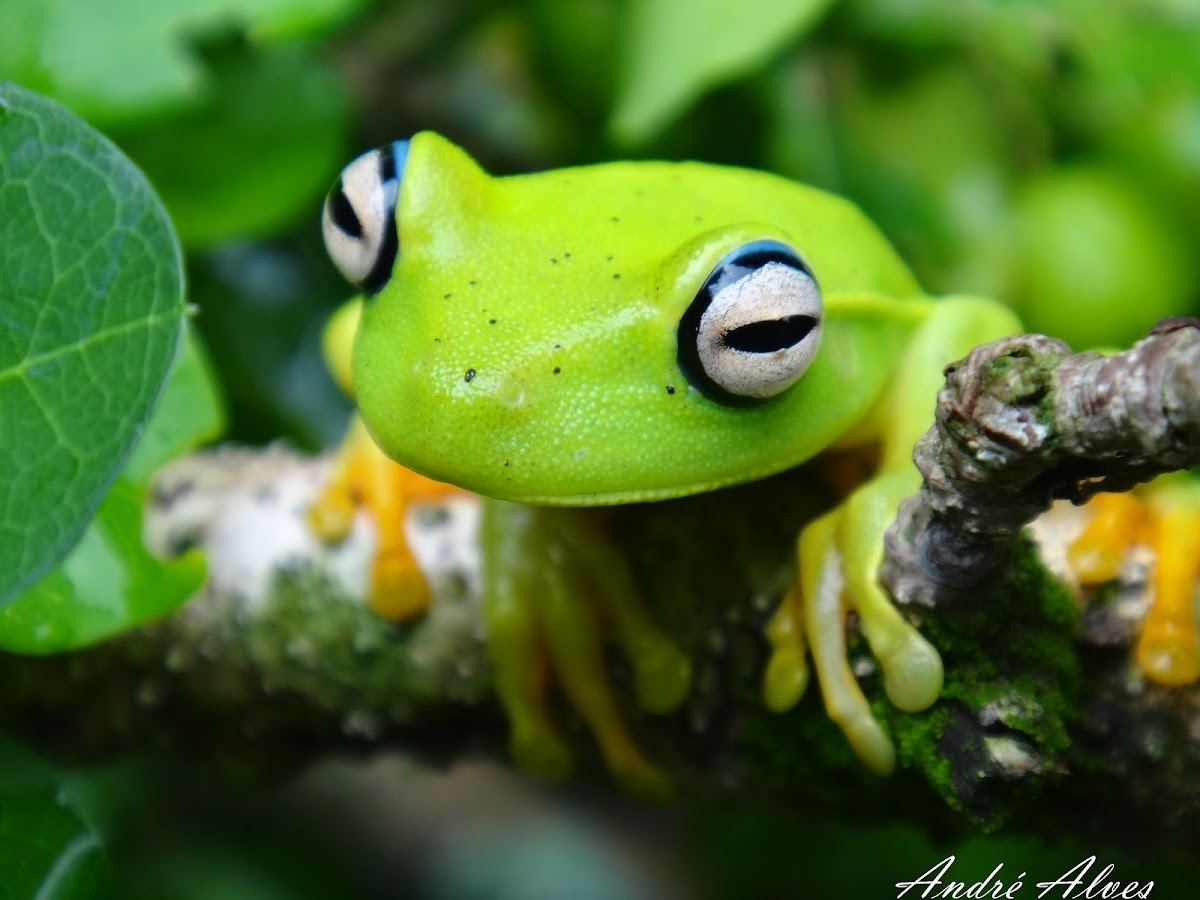 Perereca araponga - Araponga tree frog