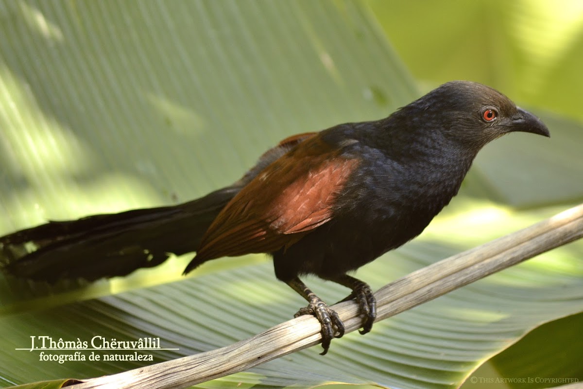 The Greater Coucal