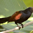 The Greater Coucal