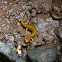 long tailed salamander
