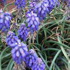 Grape hyacinth