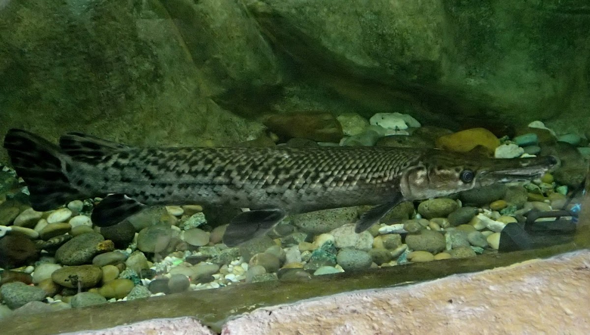 Aligator Gar