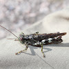 Pine Tree Spurthroat Grasshopper