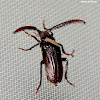 Tile-horned Prionus beetle, male