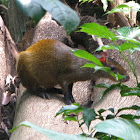 Central American agouti