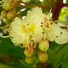 castaño de indias (flor)