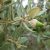 Bellotas de Quercus suber (alcornoque)