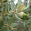 Bellotas de Quercus suber (alcornoque)