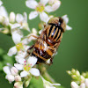 Speckle Eyed Drone Hoverfly