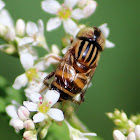 Speckle Eyed Drone Hoverfly