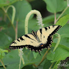 Eastern Tiger Swallowtail