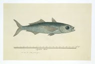 Fish of the order Mugilidae (mullet)