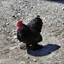 Croad Langshan Rooster