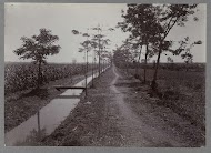 Pad langs suikerriet