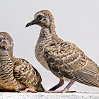 Juvenile Zebra doves