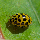 22-spot ladybird