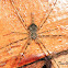 Two-tailed Spider