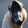 Domesticated Brown Chinese Swan Goose (Swan Goose)