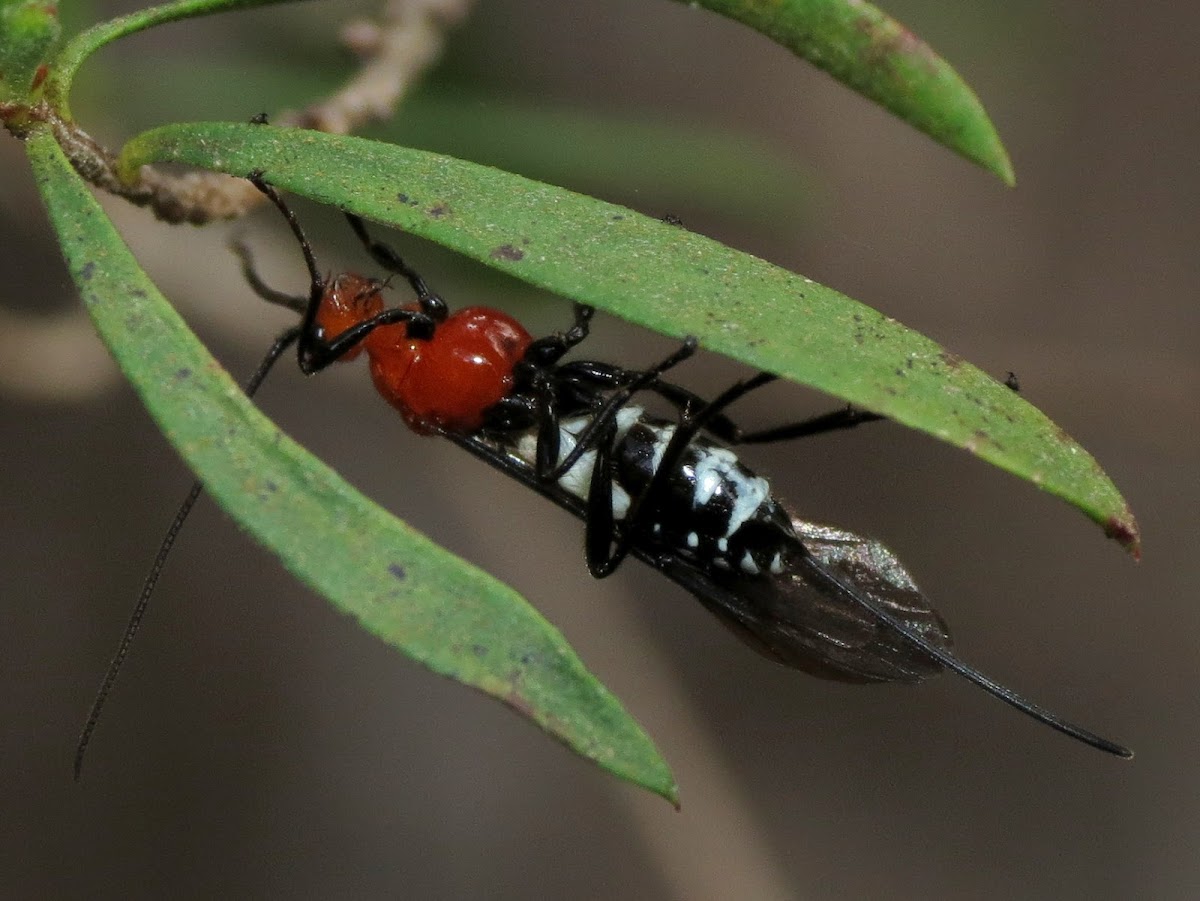 White Flank Orange Braconid Wasp