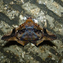 Guerin's Euclystis Moth
