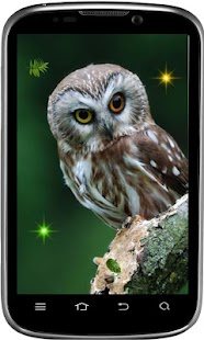 Funny Owl live wallpaper Screenshots 3