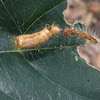 Caterpillar Molt